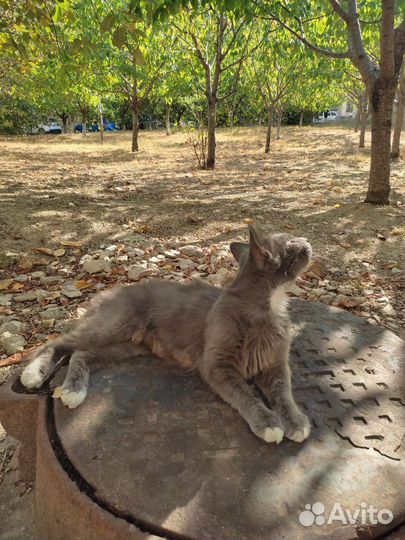 Красавица кошка