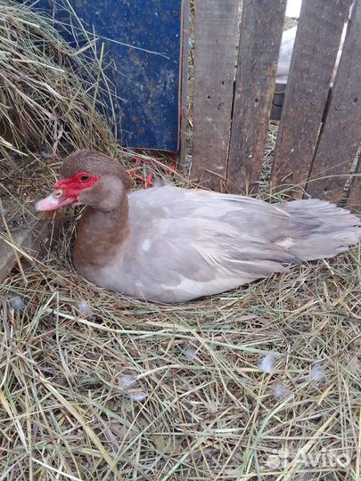 Мускусные утки, утята, селезни