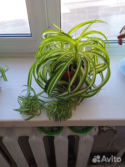 Хлорофитум