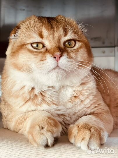 Шотландская вислоухая