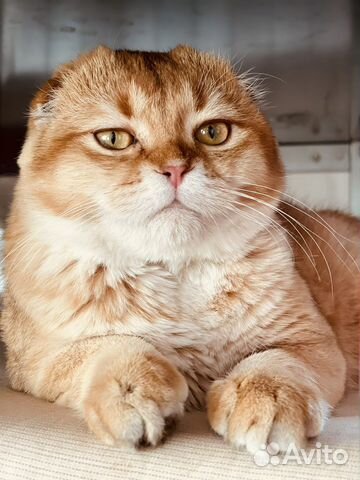 Шотландская вислоухая