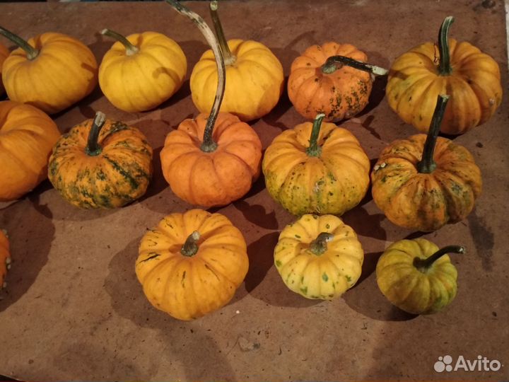 Тыква декоративная