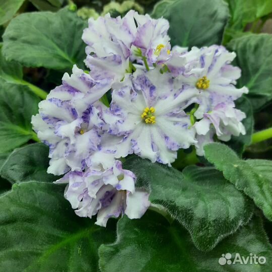 Сортовые фиалки