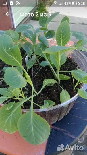 Капуста сахарная голова,очень хорошая лежкость