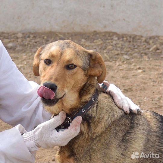 Собаки бесплатно в добрые руки щенки