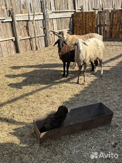 Овцы бараны