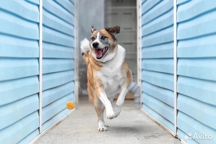 Собаки бесплатно, приют, готовы к отправке