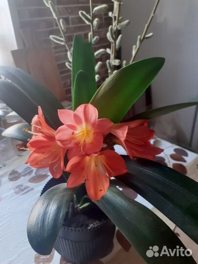 Комнатные цветы кливия