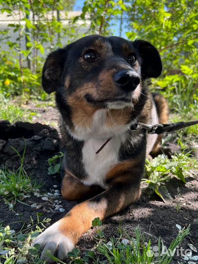 Трогательная маленькая собака ищет дом