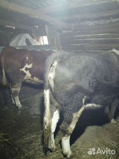 Бык и 2 тёлки живым весом