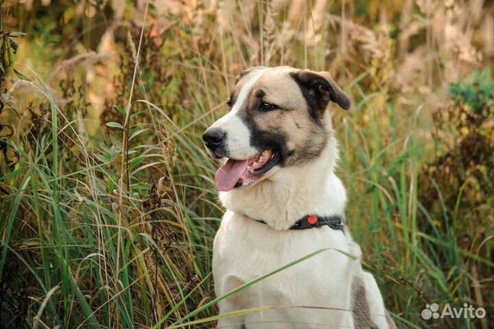 Шалли, плюшевый мишка, ищет дом