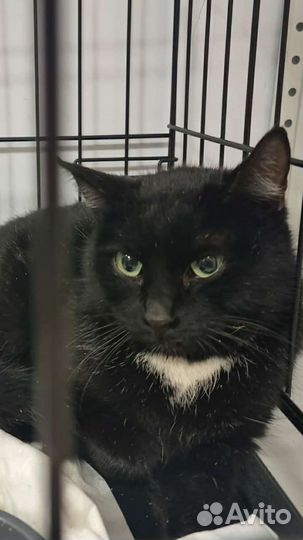 Кошка в дар