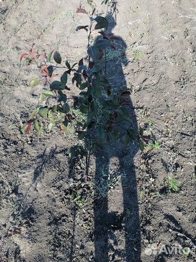 Саженцы декоративной яблони недведзского роялти