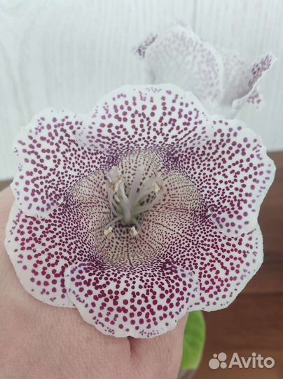 Глоксинии цветущие разные