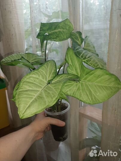 Сингониум Империал вайт, Батерфляй