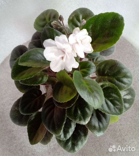 Фиалка трейлер