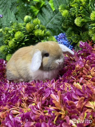 Кролик минилоп