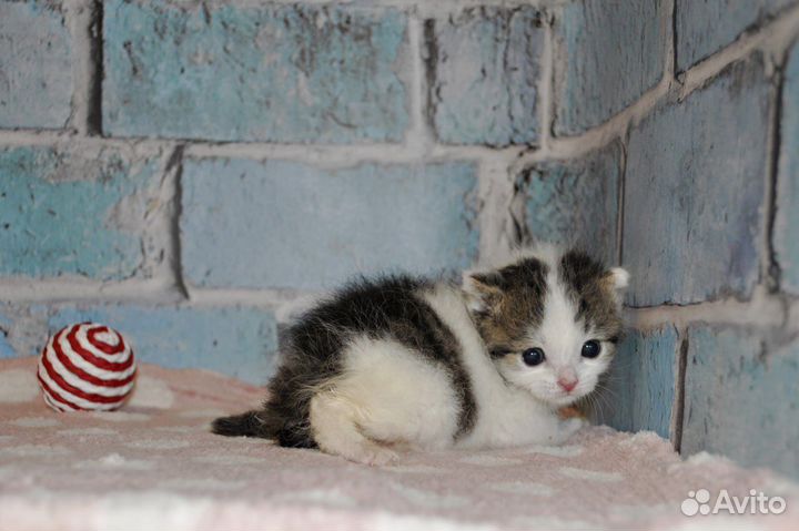 Котенок