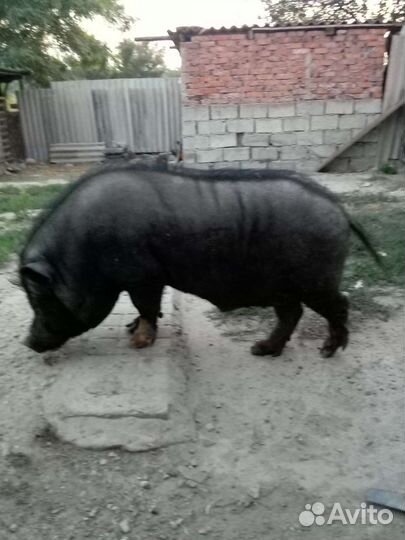 Вьетнамский вислобрюхий хряк