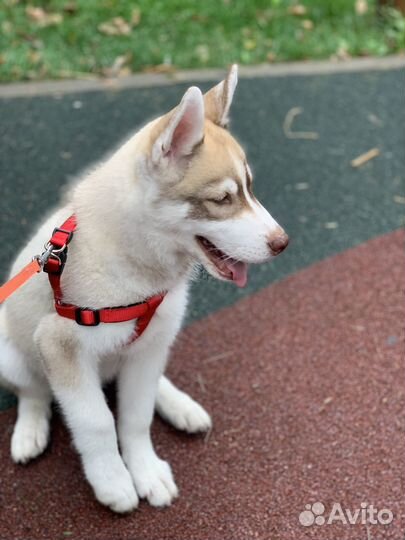 Щенки сибирской хаски мальчик