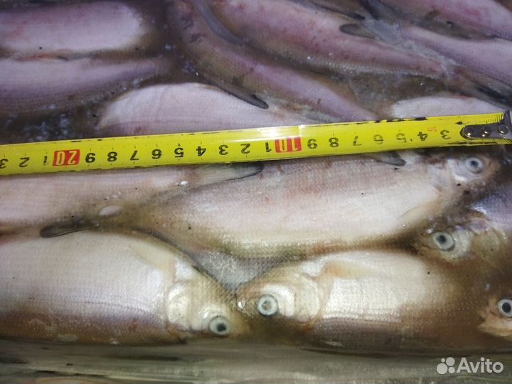 Продам пелядь с/м