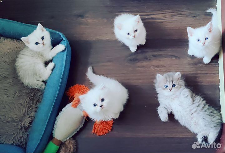 Британские котята серебристые шиншиллы