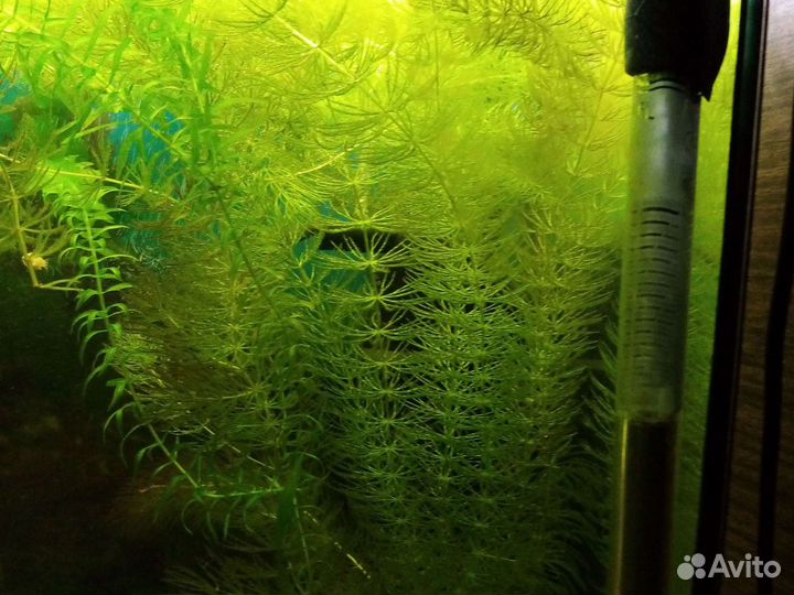 Растения для аквариума