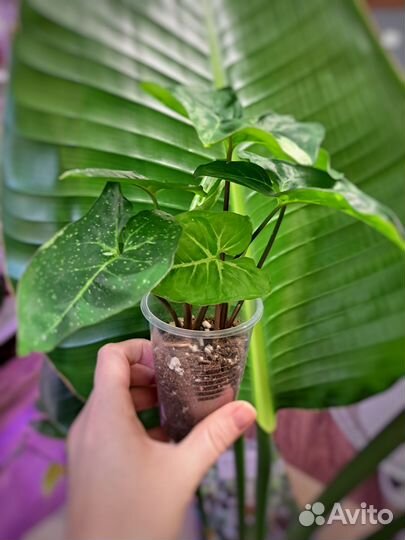 Филодендроны