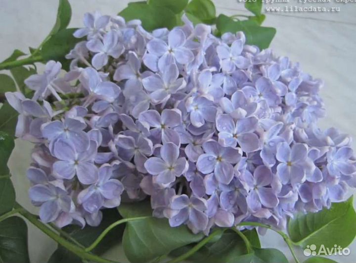 Сирень голубая Ладога