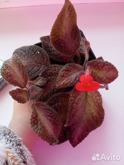 Кализия розовая пантера