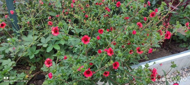 Лапчатка непальская