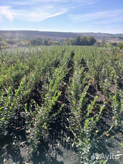 Кизильник блестящий 3-х летний