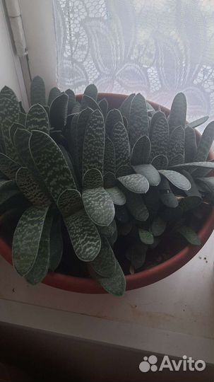 Растение Гастерия