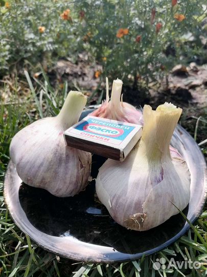 Чеснок Любаша