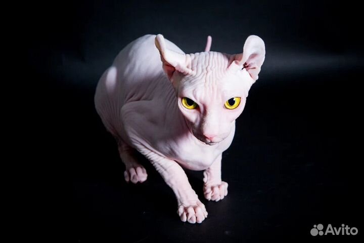 Отдам кота сфинкс эльф