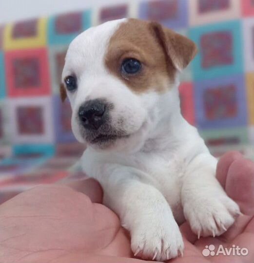 Щенки Джек Рассел девочка