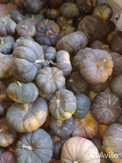 Мраморная тыква оптом