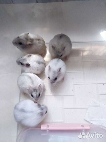 Джунгарский хомяк