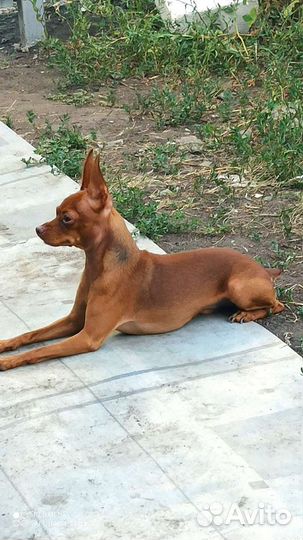 Мини Той-терьер. вязка