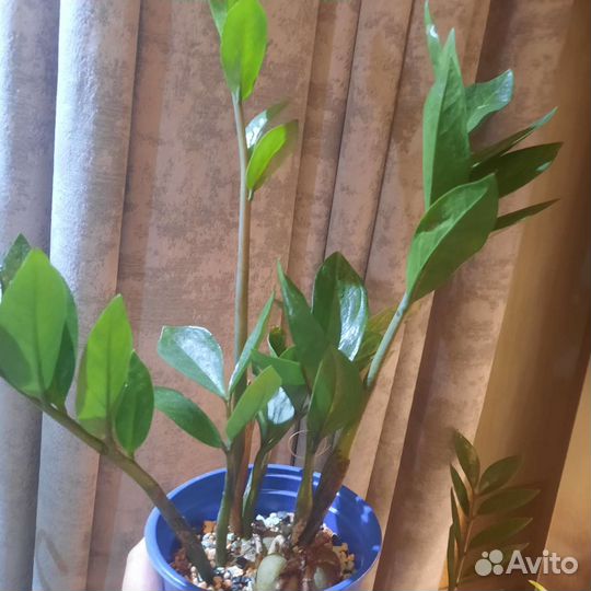 Замиокулькас. Долларовое дерево