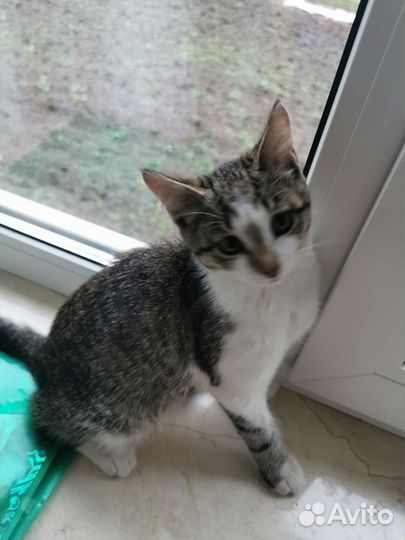 Отдам бесплатно котенка