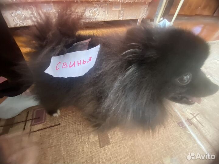 Свинья породистая