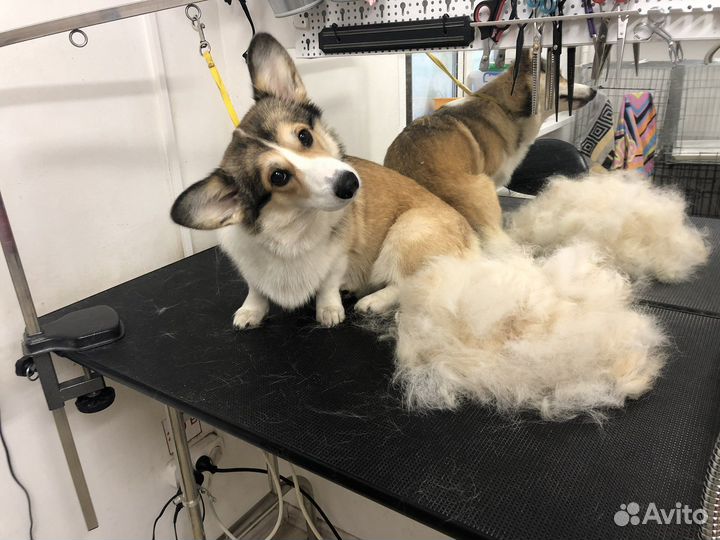 Груминг собак