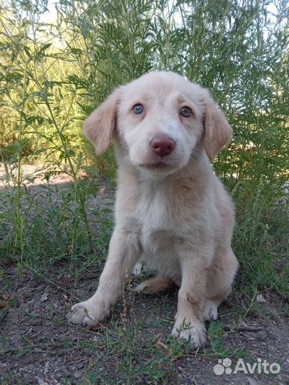 Отдам в добрые руки