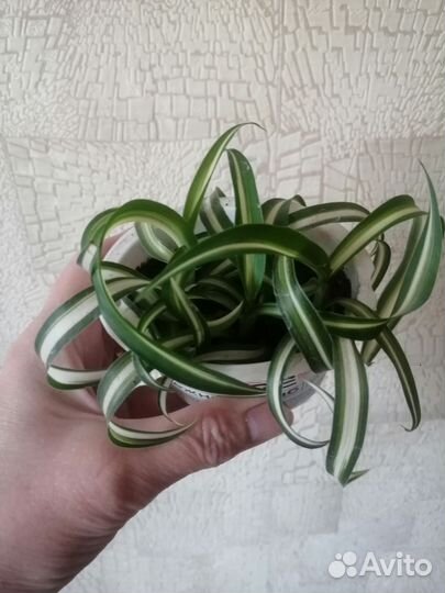 Хлорофитум кудрявый