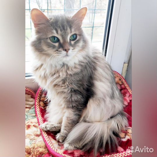 Ненавязчивая сибирская кошка в добрые руки