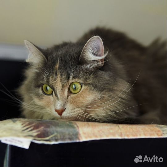 Кошечка Соня