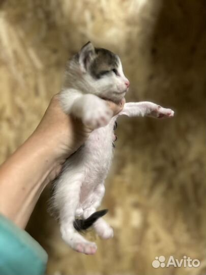 Отдам котят 50 мейнкун