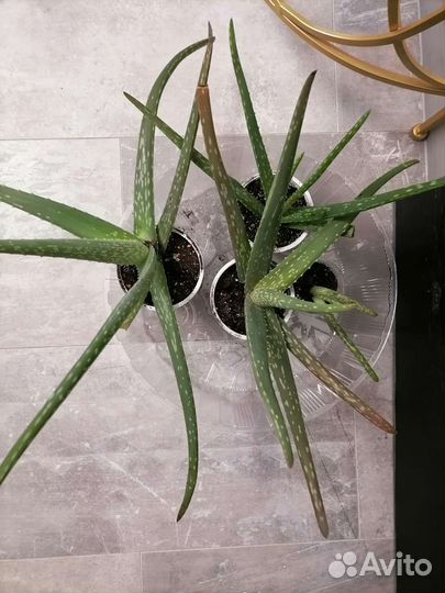 Алое вера, алое, лук индийский