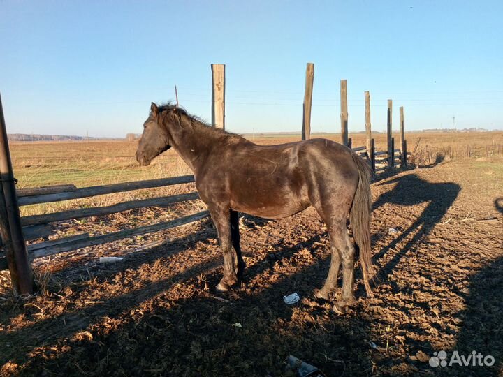 Обменяю кобылу